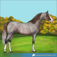Horse Color:Liver Red Roan Splash
