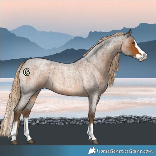 Horse Color:Chocolate Palomino Roan Splash 