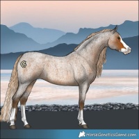 Horse Color:Chocolate Palomino Roan Splash