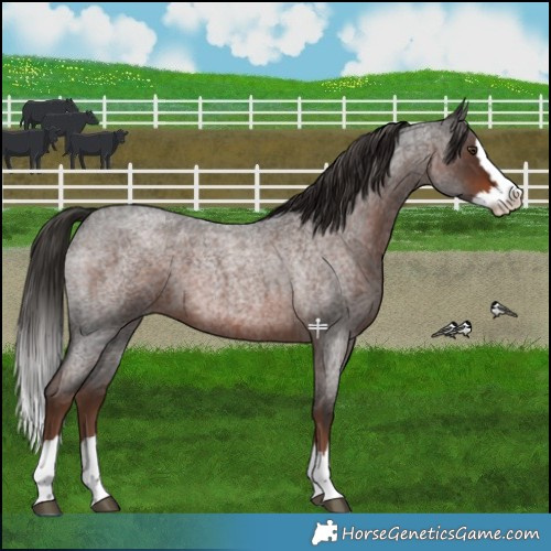 Horse Color:Liver Red Roan Splash 