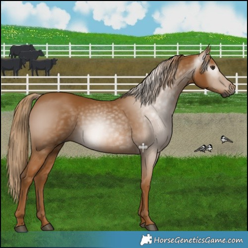 Horse Color:Gray Chestnut 