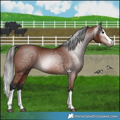 Horse Color:Gray Bay Splash 