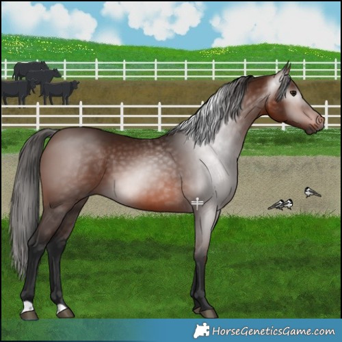 Horse Color:Gray Bay 