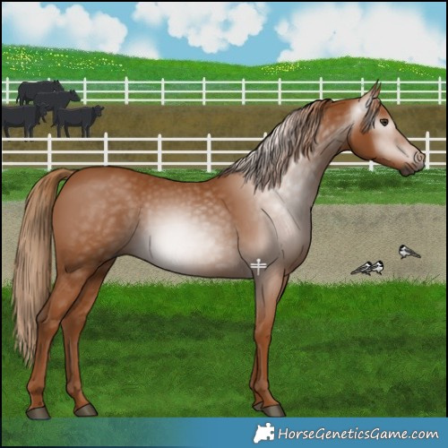 Horse Color:Gray Chestnut 