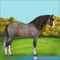 Horse Color:Liver Red Roan Splash 