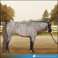 Horse Color:Liver Red Roan Splash 