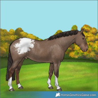 Horse Color:Liver Red Dun Tobiano Varnish Rabicano
