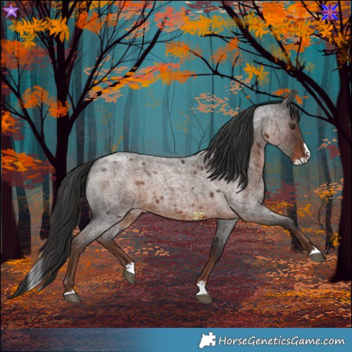 Horse Color:Liver Red Roan Splash