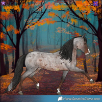 Horse Color:Liver Red Roan Splash