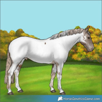 Horse Color:Chocolate Palomino Tobiano Appaloosa