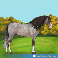 Horse Color:Liver Red Roan Splash 