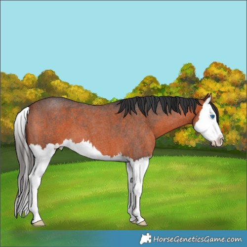 Horse Color:Bay Roan Splash 
