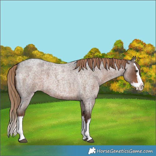 Horse Color:Liver Red Roan Splash 