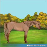 Horse Color:Red Dun 