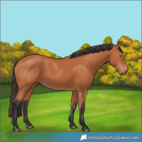 Horse Color:Bay 