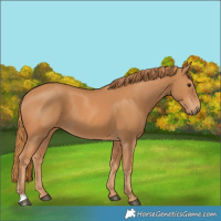 Horse Color:Chestnut 