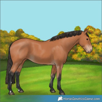 Horse Color:Bay 