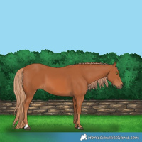 Horse Color:Chestnut 