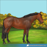 Horse Color:Bay 