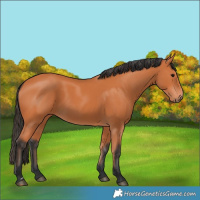 Horse Color:Bay 