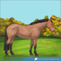 Horse Color:Bay Roan 