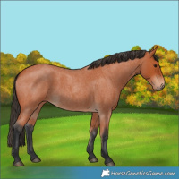 Horse Color:Bay Roan 