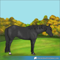 Horse Color:Black Rabicano 
