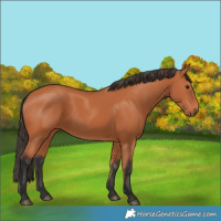 Horse Color:Bay 
