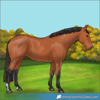Horse Color:Bay 