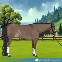 Horse Color:Liver Red Dun Sabino Rabicano 