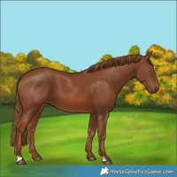 Horse Color:Chestnut 
