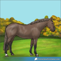 Horse Color:Liver Red Dun Rabicano 