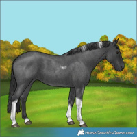 Horse Color:Blue Roan Tobiano 