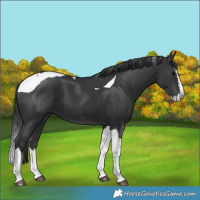Horse Color:Black Splash Tobiano 