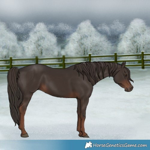 Horse Color:Liver Chestnut 