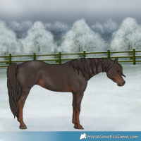 Horse Color:Liver Chestnut 