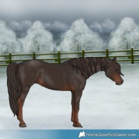 Horse Color:Liver Chestnut