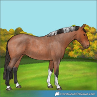 Horse Color:Bay Roan Tobiano