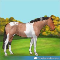 Horse Color:Bay Roan Tobiano 
