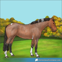 Horse Color:Bay Roan Tobiano