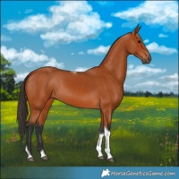 Horse Color:Bay Tobiano 