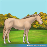 Horse Color:Gold Champagne Splash Tobiano
