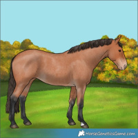 Horse Color:Bay Roan Appaloosa