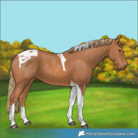 Horse Color:Chestnut Tobiano