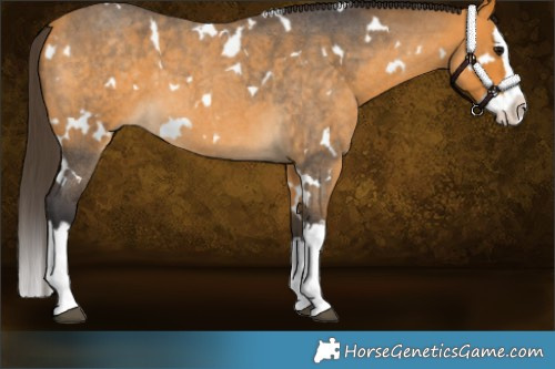 Horse Color:White Spotted Buckskin Roan Splash 