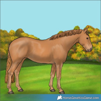 Horse Color:Chestnut Rabicano