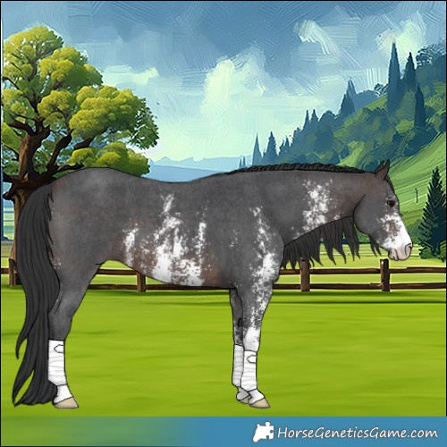 Horse Color:Brown Sabino