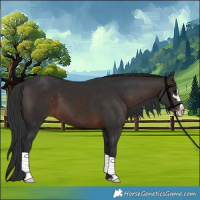 Horse Color:Brown Sabino 