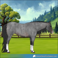 Horse Color:Brown Roan Sabino Rabicano