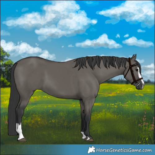 Horse Color:Grullo Sabino 